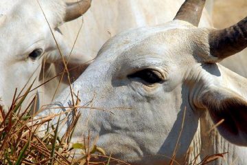 Pará confirma caso de vaca louca no interior do estado
