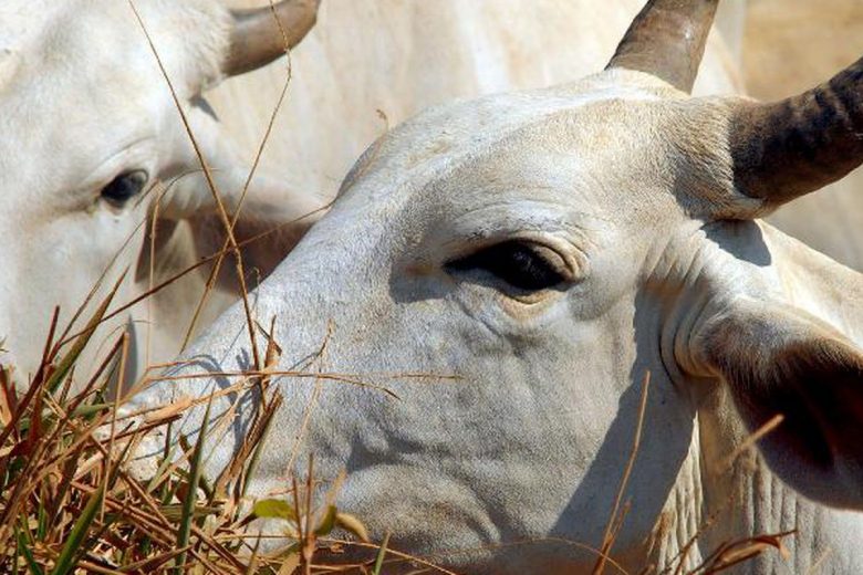 Pará confirma caso de vaca louca no interior do estado