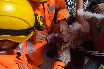 Cachorrinha prende pata em ralo de pia e é salva pelos bombeiros em BH