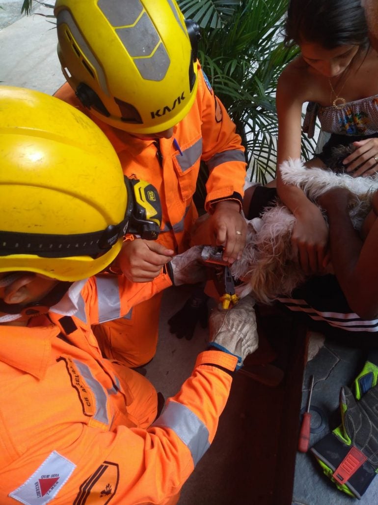 Cachorrinha prende pata em ralo de pia e é salva pelos bombeiros em BH