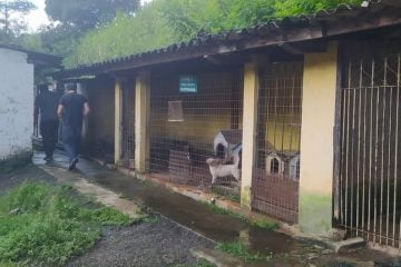 Após denúncias de voluntários no Canil Municipal, Câmara realizará audiência pública para cobrar o Executivo