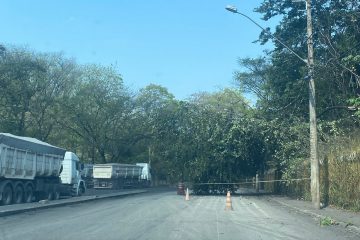Queda de árvore interdita trânsito em avenida de João Monlevade