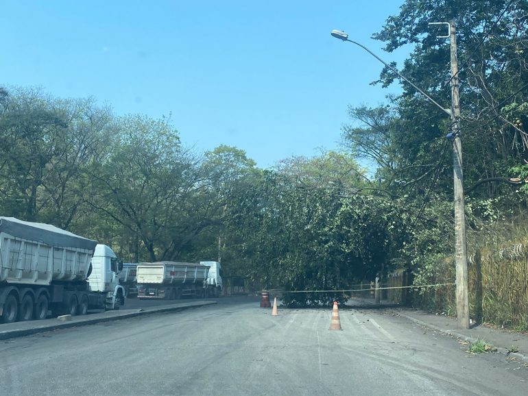 Queda de árvore interdita trânsito em avenida de João Monlevade