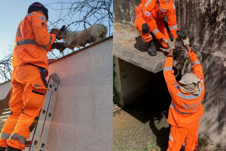 Cães em situações de risco são resgatados pelos bombeiros em BH