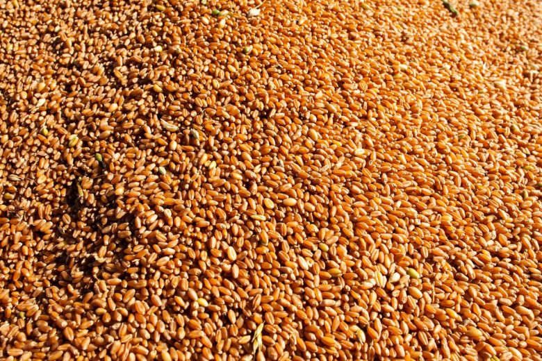 Conab: Brasil deve produzir 289,9 milhões de grãos no ciclo 2021/2022