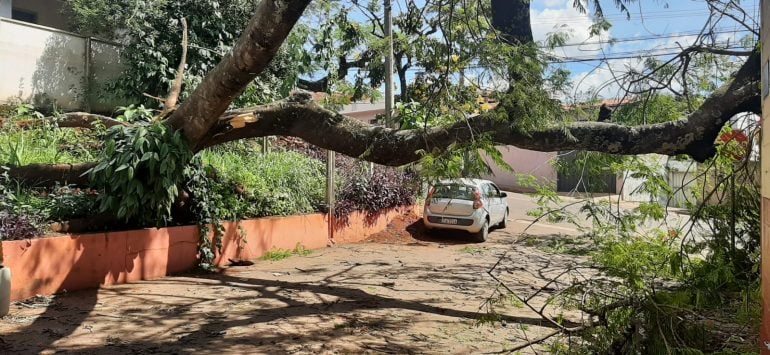 Árvore tomba, atinge prédio do Senai e interdita rua Mr. Chalton, em Itabira