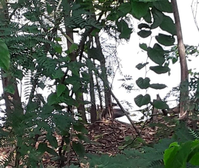 Corpo com rosto desfigurado é achado na Lagoa da Pampulha