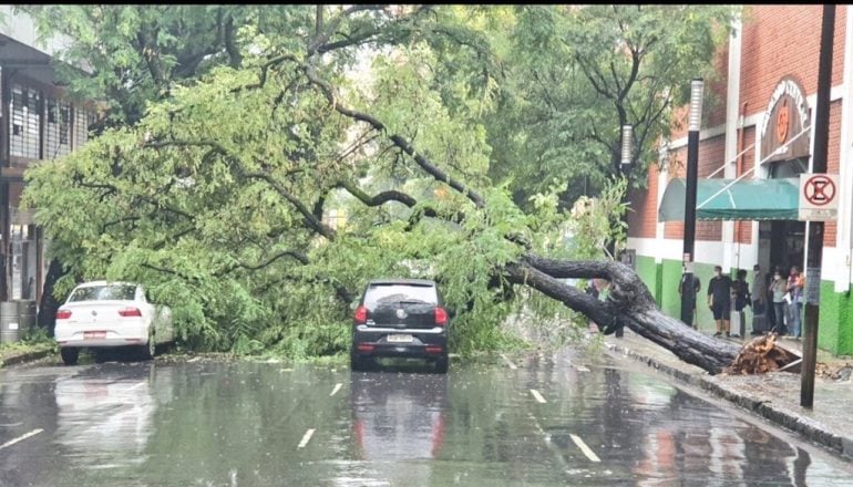 Chuva em BH: árvore cai e atinge dois carros em frente ao Mercado Central