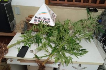Suspeito de tráfico é preso com pés de maconha em Ferros