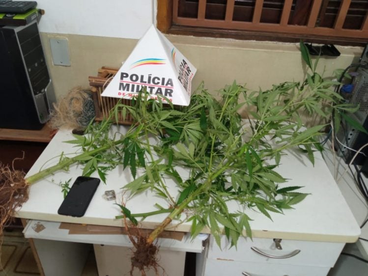 Suspeito de tráfico é preso com pés de maconha em Ferros