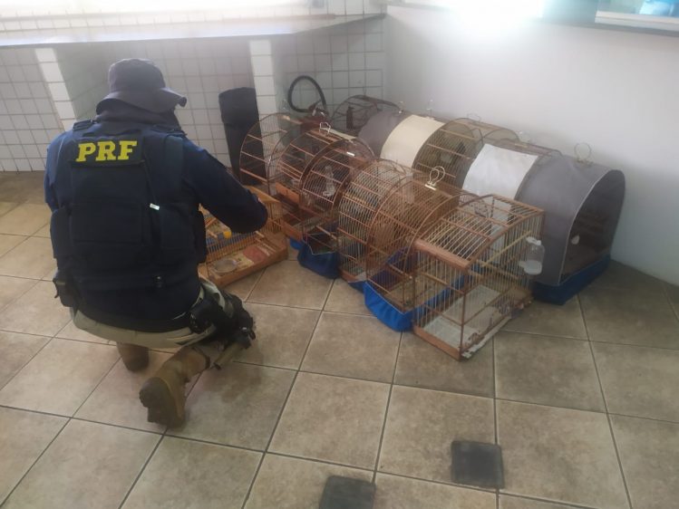 PRF apreende pássaros da fauna silvestre durante fiscalização na BR-381