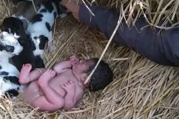 Bebê é abandonada e sobrevive em meio a ninhada de cães
