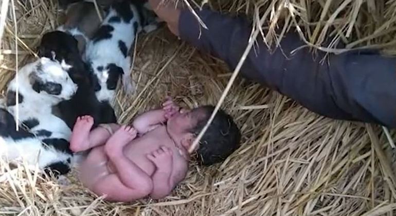 Bebê é abandonada e sobrevive em meio a ninhada de cães