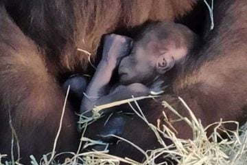Filhote de gorila morre após cair enquanto brincava com os irmãos no zoológico de BH