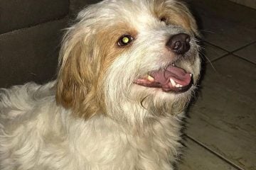 Itabirana pede ajuda para encontrar cãozinho que fugiu de casa