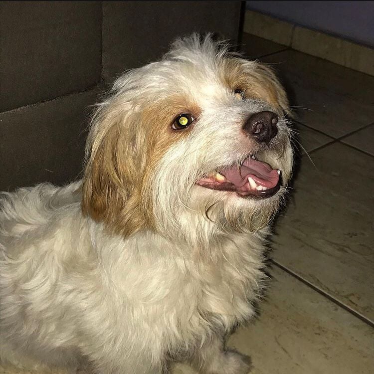 Itabirana pede ajuda para encontrar cãozinho que fugiu de casa