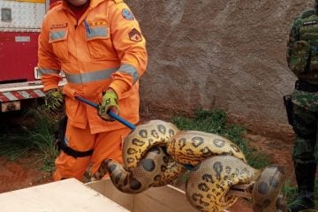 Sucuri com cerca de quatro metros é capturada pelos bombeiros