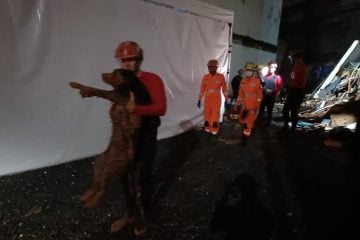 Cachorro sobrevive a desabamento e é resgatado pelos bombeiros