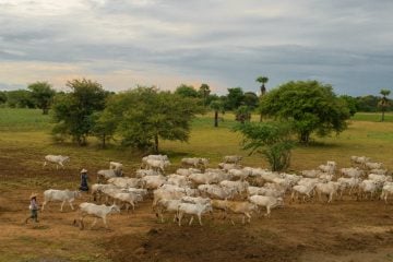 Programa de Desenvolvimento da Pecuária Bovina em Itabira está com inscrições abertas