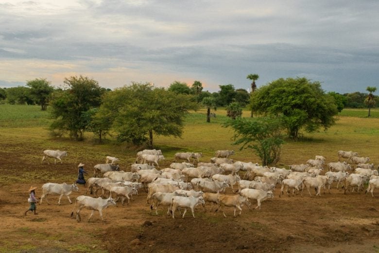 Programa de Desenvolvimento da Pecuária Bovina em Itabira está com inscrições abertas