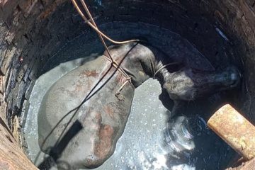 Vaca cai em fossa e é resgatada pelos bombeiros