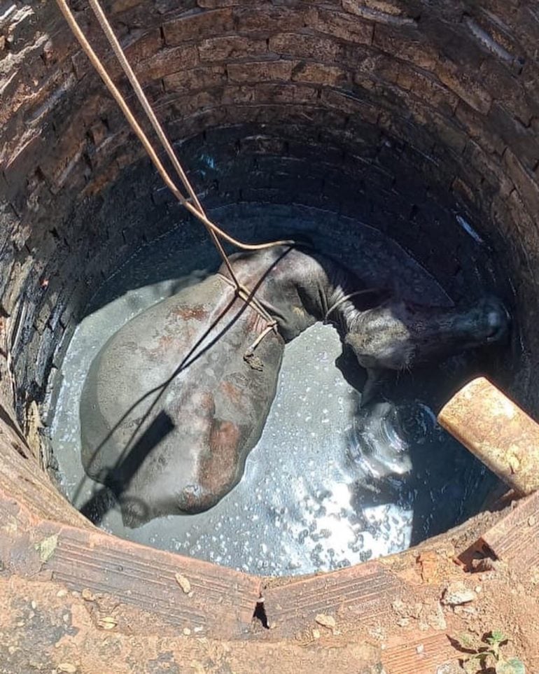 Vaca cai em fossa e é resgatada pelos bombeiros