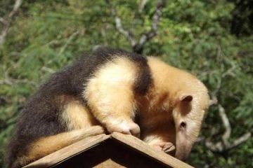 Visitas ao zoológico de BH voltam a ser feitas sem necessidade de agendamento