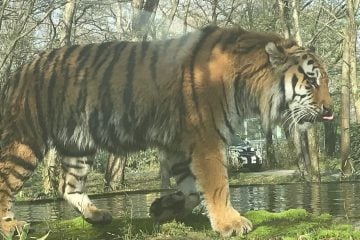 Tigre arranca mão de tratadora e ataca duas pessoas em parque