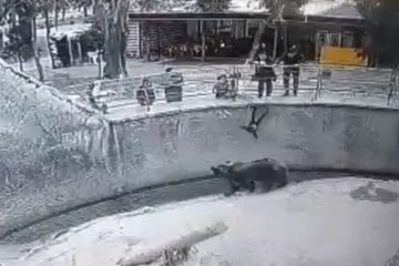 Mãe joga filha em jaula de ursos; assista o vídeo