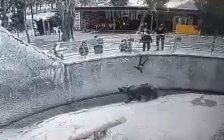 Mãe joga filha em jaula de ursos; assista o vídeo