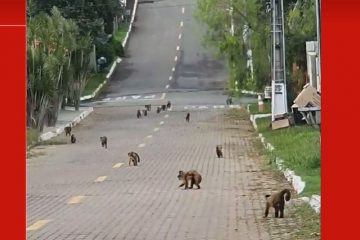 Moradores registram invasão de macacos-prego em condomínios do DF