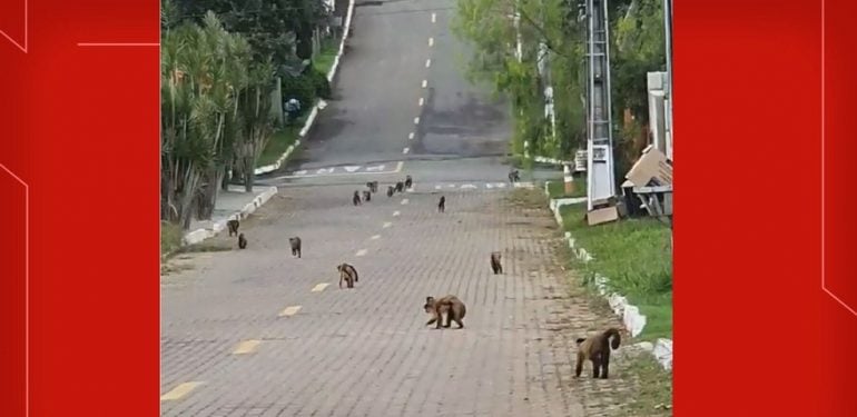 Moradores registram invasão de macacos-prego em condomínios do DF