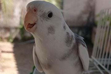 Família pede ajuda para encontrar calopsita desaparecida em Itabira