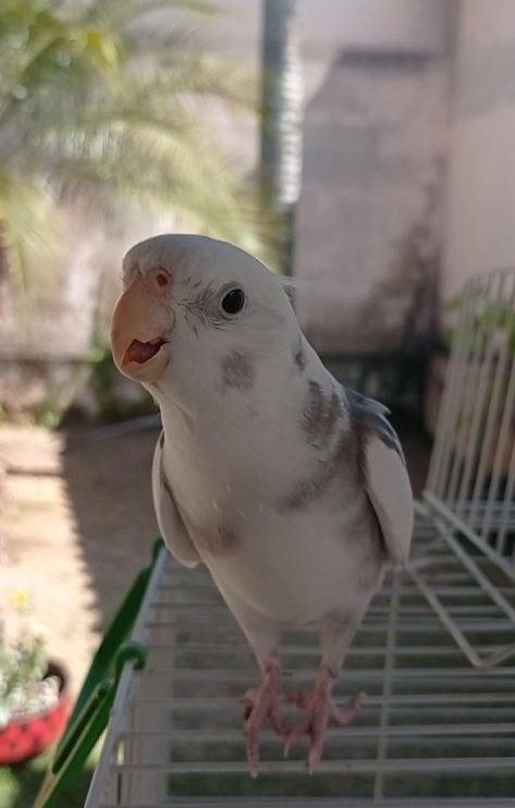 Família pede ajuda para encontrar calopsita desaparecida em Itabira
