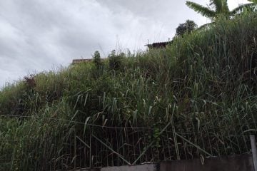 Matagal em lote vizinho invade casa de senhora em Monlevade; Prefeitura alega que notificou o proprietário