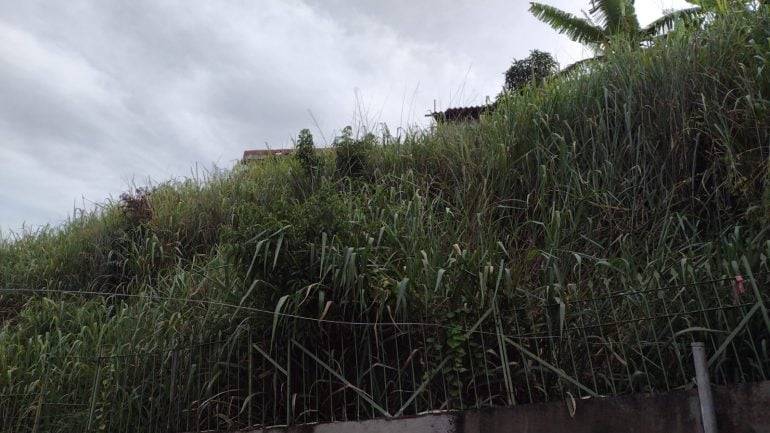 Matagal em lote vizinho invade casa de senhora em Monlevade; Prefeitura alega que notificou o proprietário