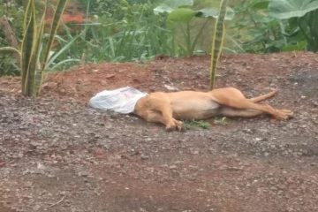 Cachorro é morto asfixiado com sacola e população se revolta em Monlevade