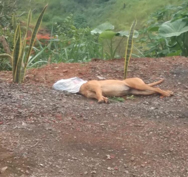 Cachorro é morto asfixiado com sacola e população se revolta em Monlevade