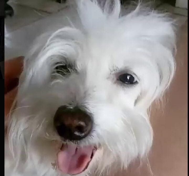 Família do Bela Vista pede ajuda para encontrar cadela desaparecida