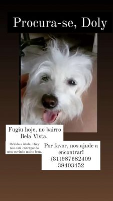 Família do Bela Vista pede ajuda para encontrar cadela desaparecida