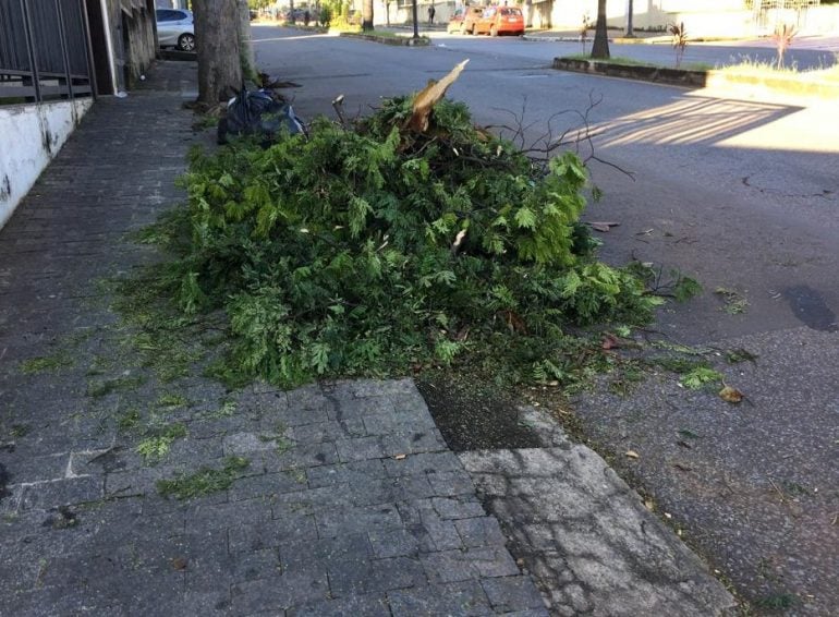 Belo Horizonte registra quedas de árvore após forte ventania durante chuva