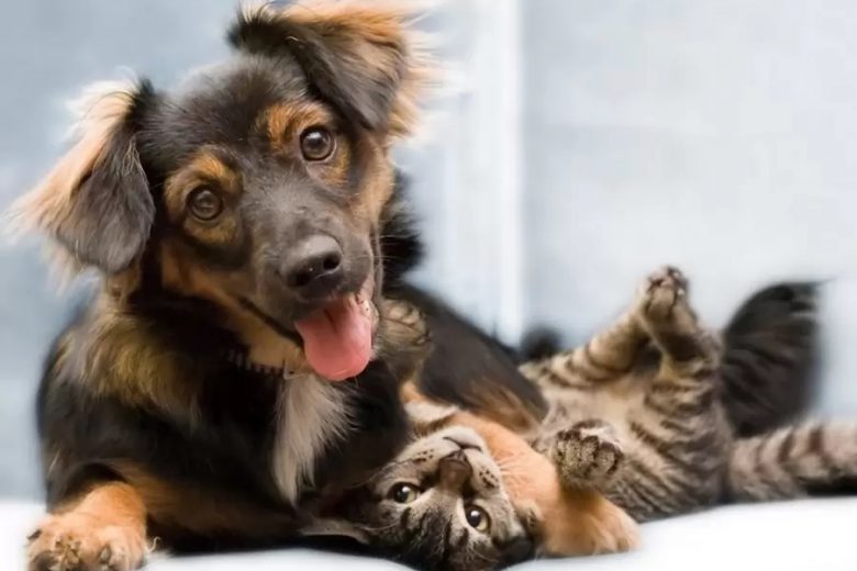 É nesta semana! Itabira faz segunda etapa de mutirão de castração de cães e gatos