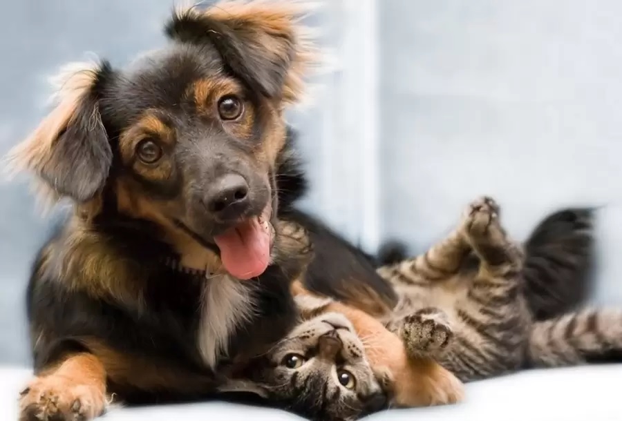 Bom pra cachorro!Governo de Minas regulamenta transporte de cães e gatos de pequeno porte em ônibus intermunicipais