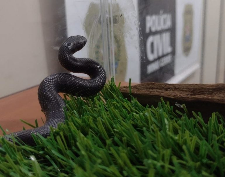 Cobra que vale cerca de R$ 7 mil é resgatada pela polícia em São João del Rei