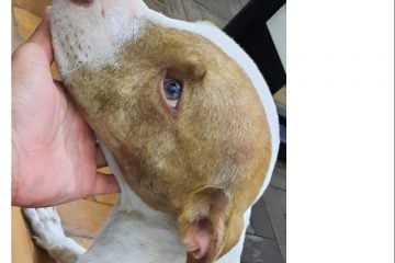 Homem é preso por maus-tratos contra pitbull, em Diamantina