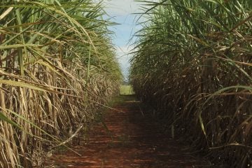 Ministério rateia nova cota para venda de açúcar aos EUA