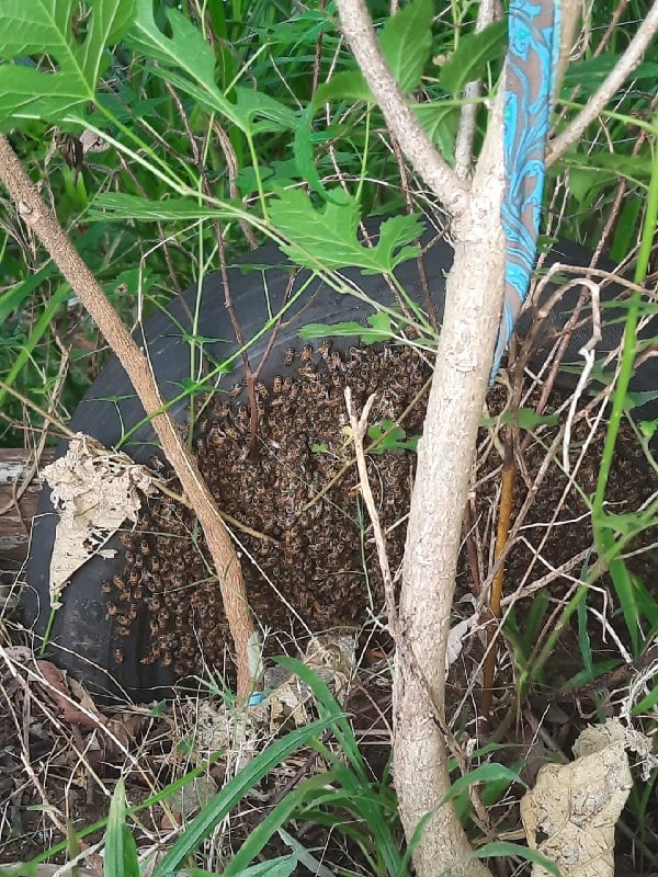 Abelhas atacam quatro adultos e uma criança; vítimas precisaram ser socorridas