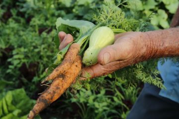 Brasil terá crédito de US$ 1,2 bi para projetos agrícolas    