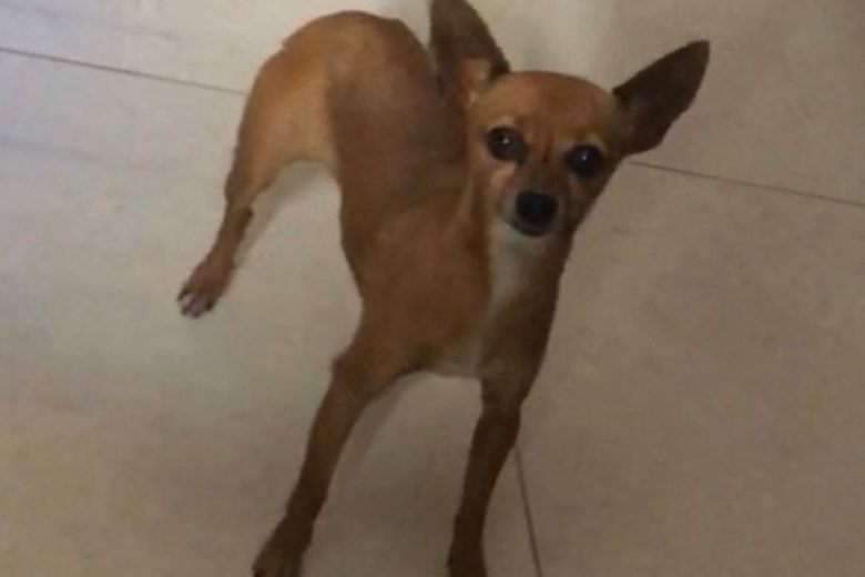 Itabirana procura por cachorrinha desaparecida no bairro Amazonas