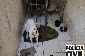 PCMG resgata criança e cão em situação de maus-tratos